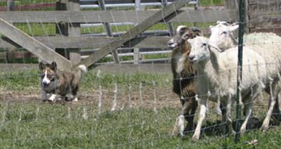 Herding+sheep+1.jpg (20007 bytes)